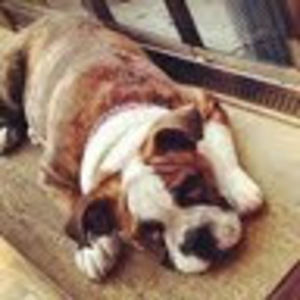 Meet your Posher, Bradley